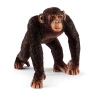 Chimpanse - Han